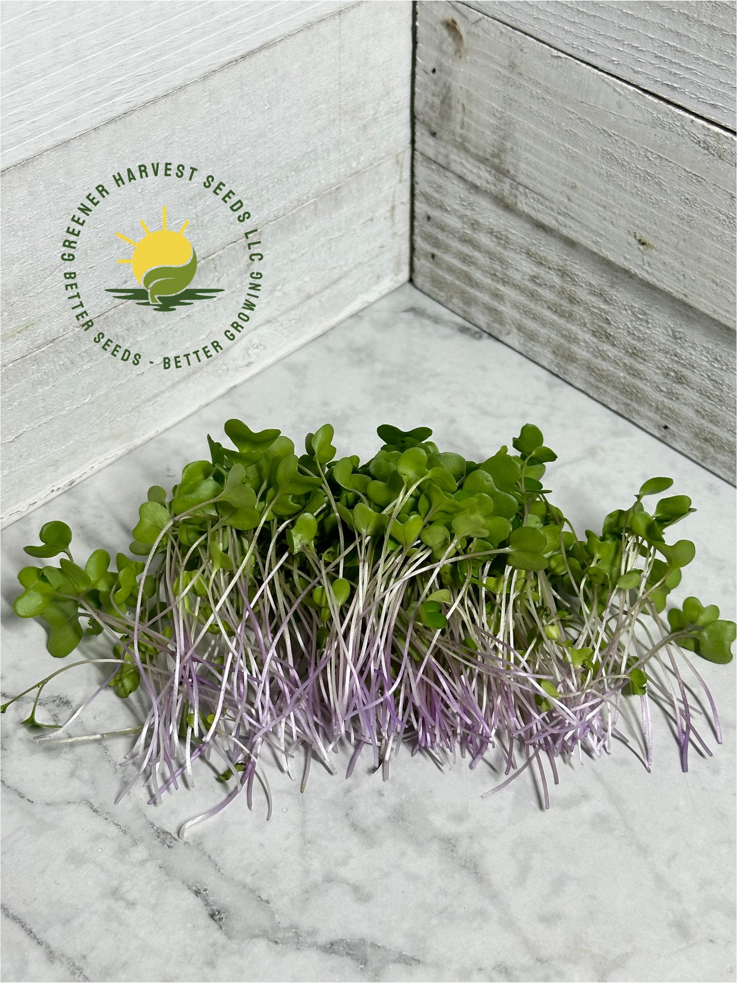 Kohlrabi - Red Cardinal -Conventional