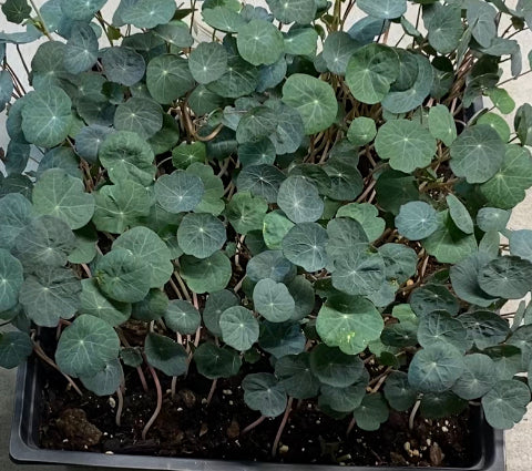 Nasturtium - Empress of India -conventional