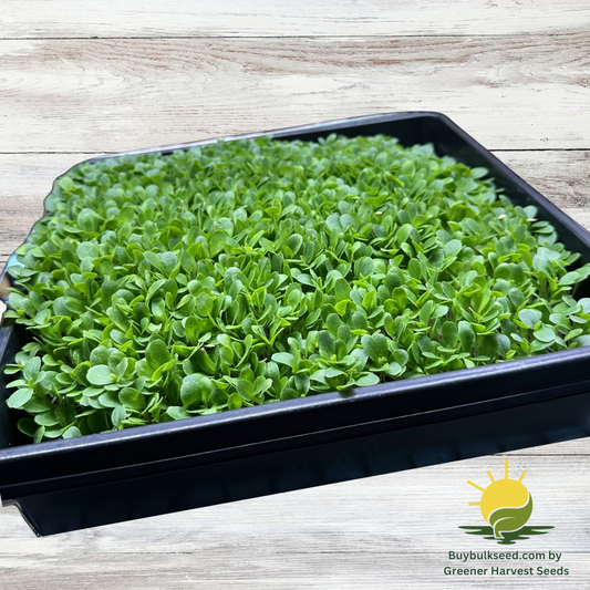 Lettuce Mix - salad mix