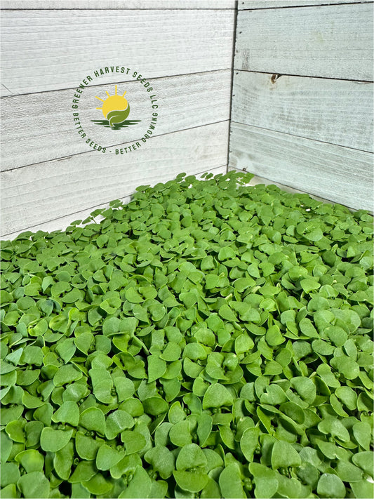 Basil - Cinnamon