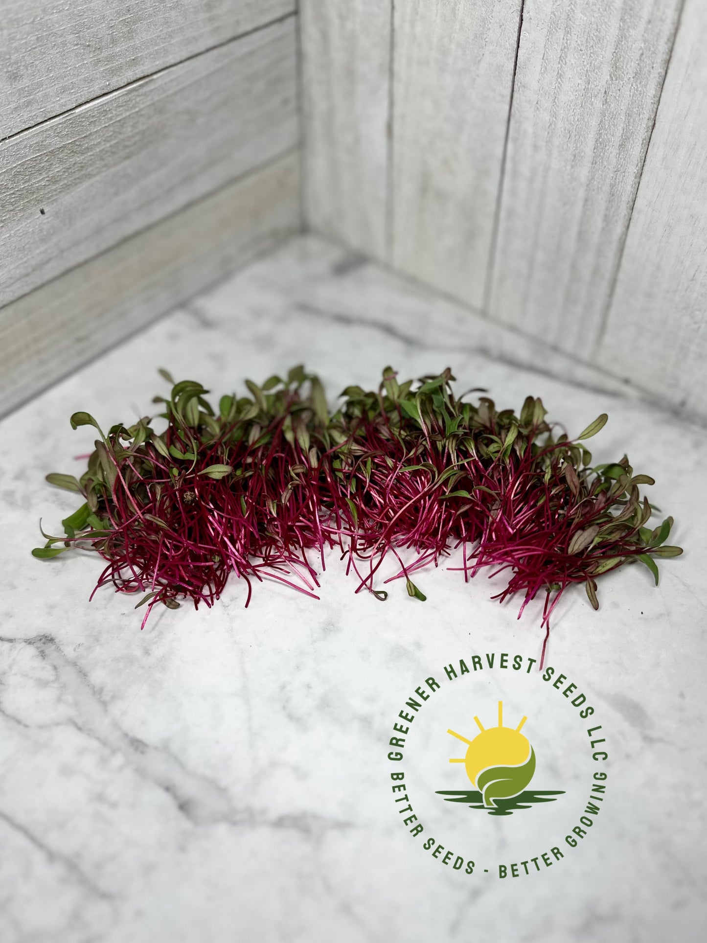 Beet- Bulls Blood