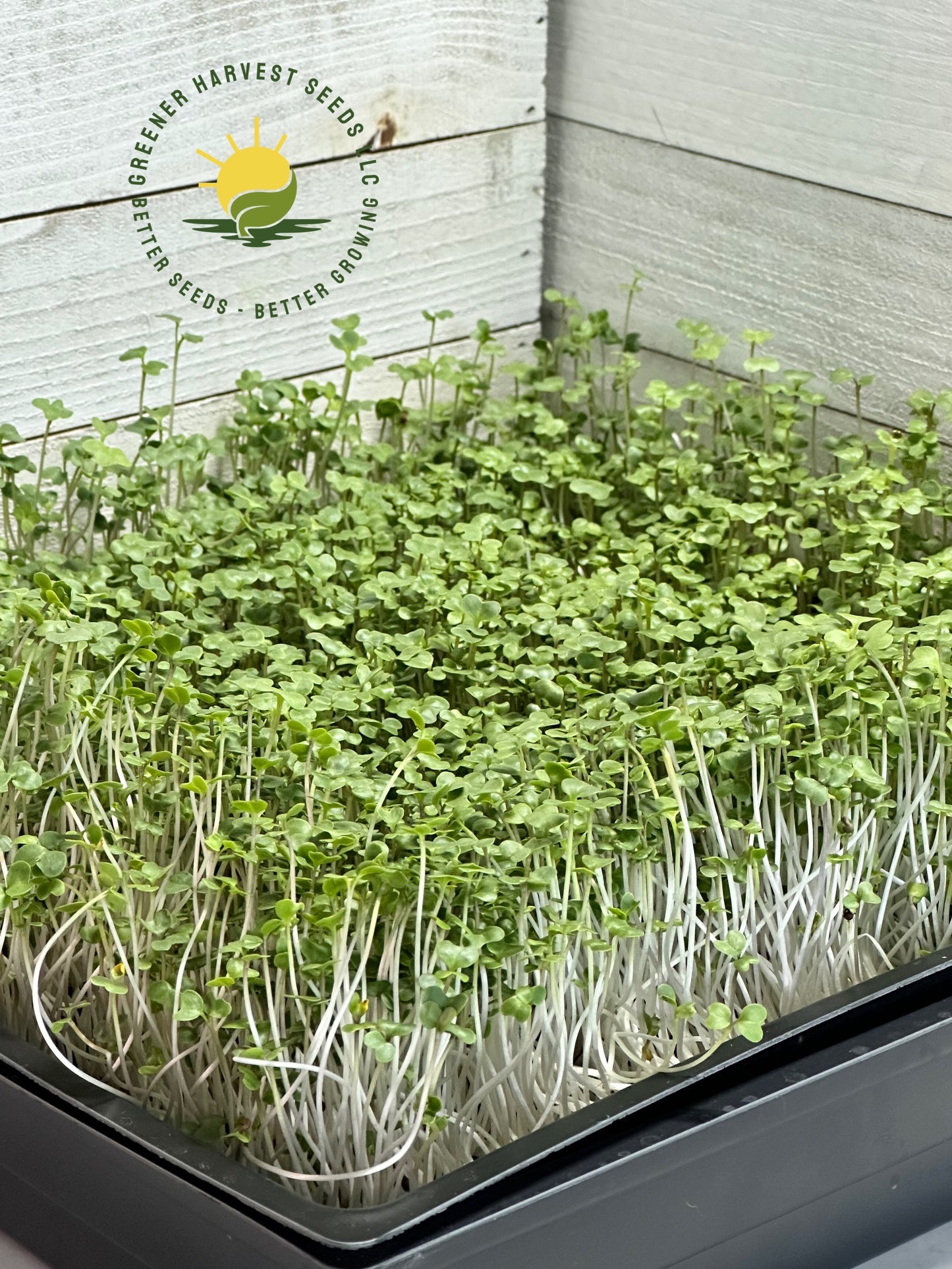 Broccoli - Waltham 29