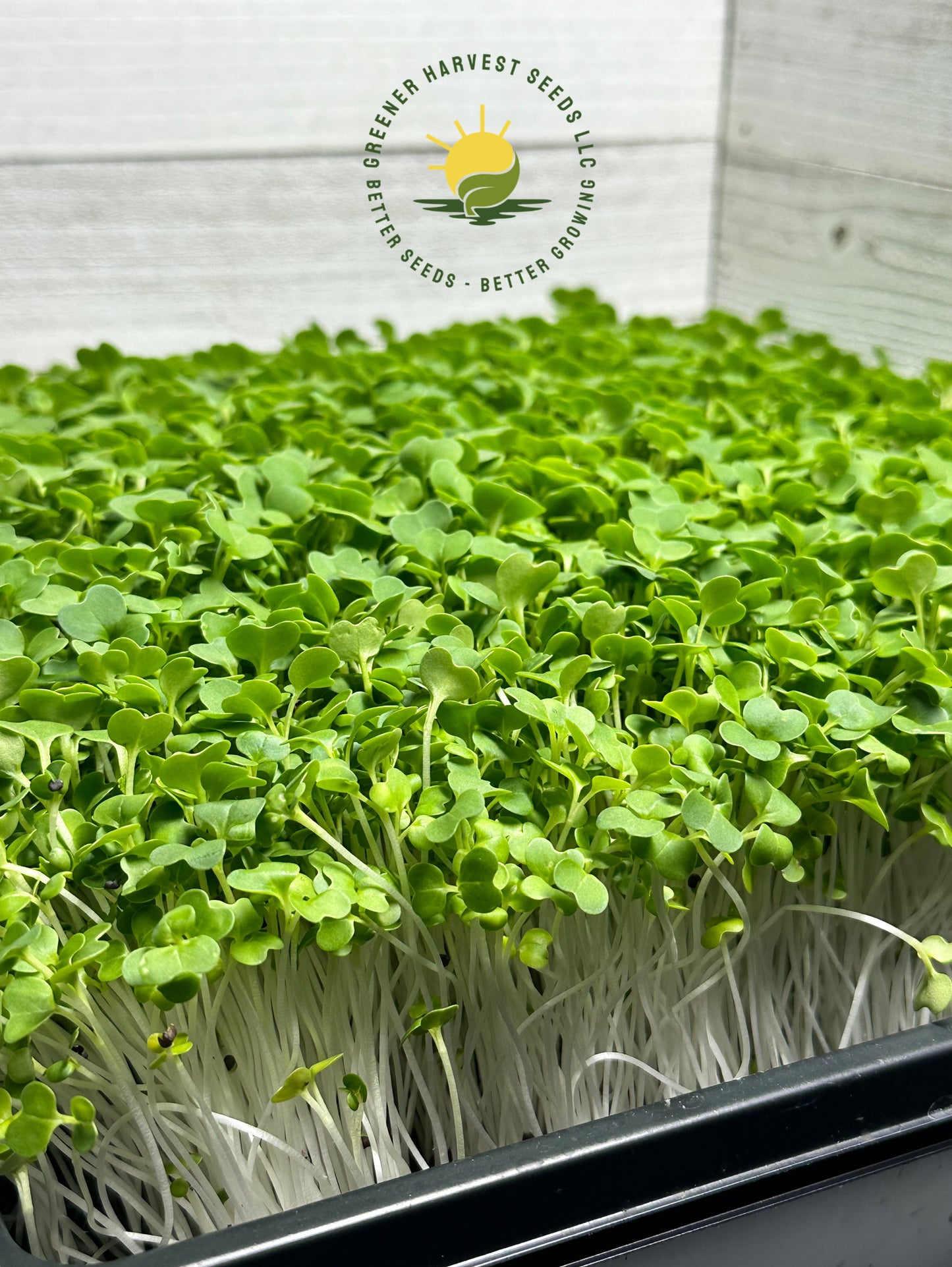 Cabbage - Pak Choi -White Stemmed