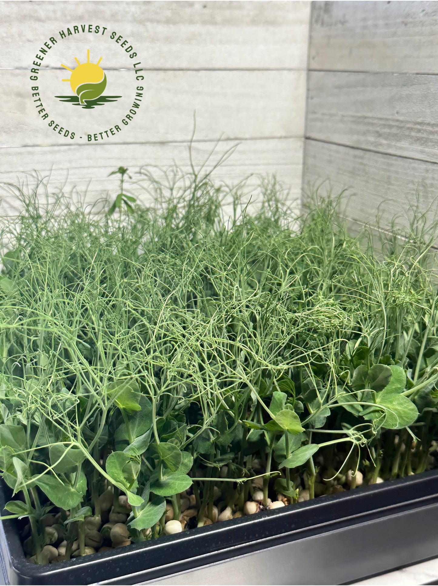 Pea - Green (Organic) microgreen seeds