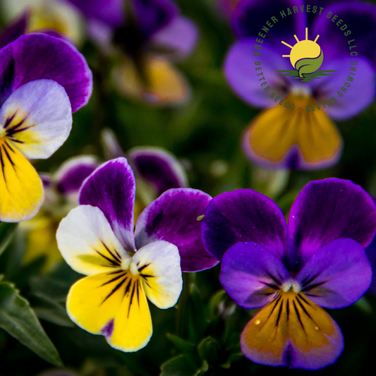 Viola - Johnny Jump Up