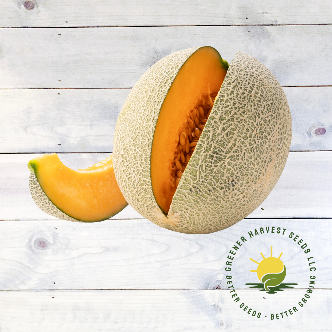 Hales Jumbo Best Cantaloupe