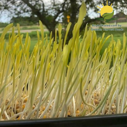 Corn - Yellow Popcorn