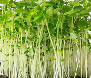 Celery Microgreen Seeds