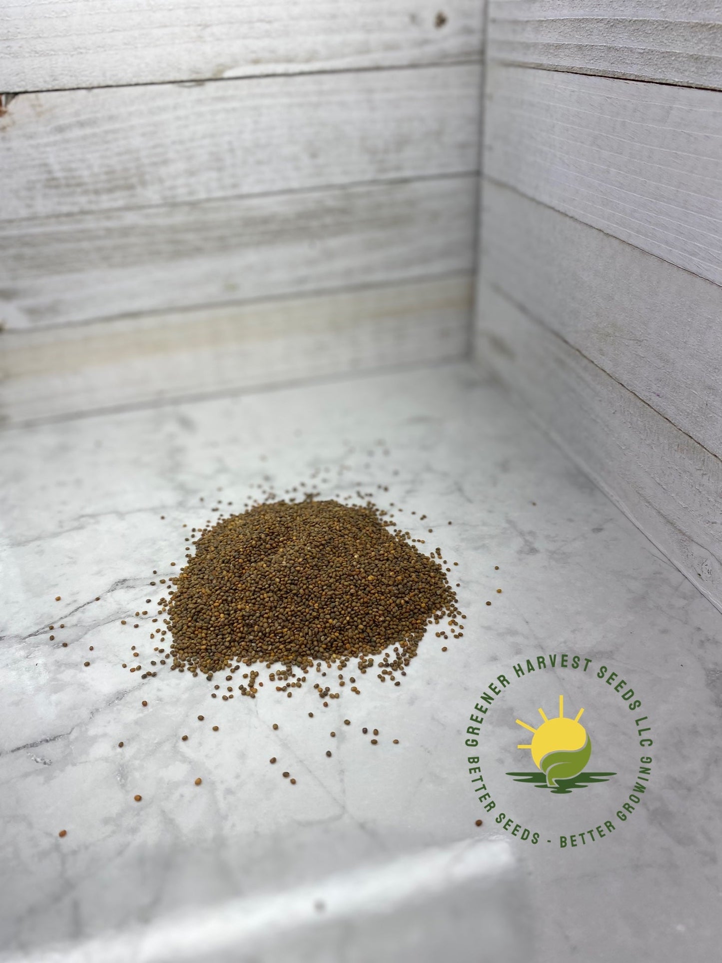Arugula - Microgreen Seeds (Conventional)