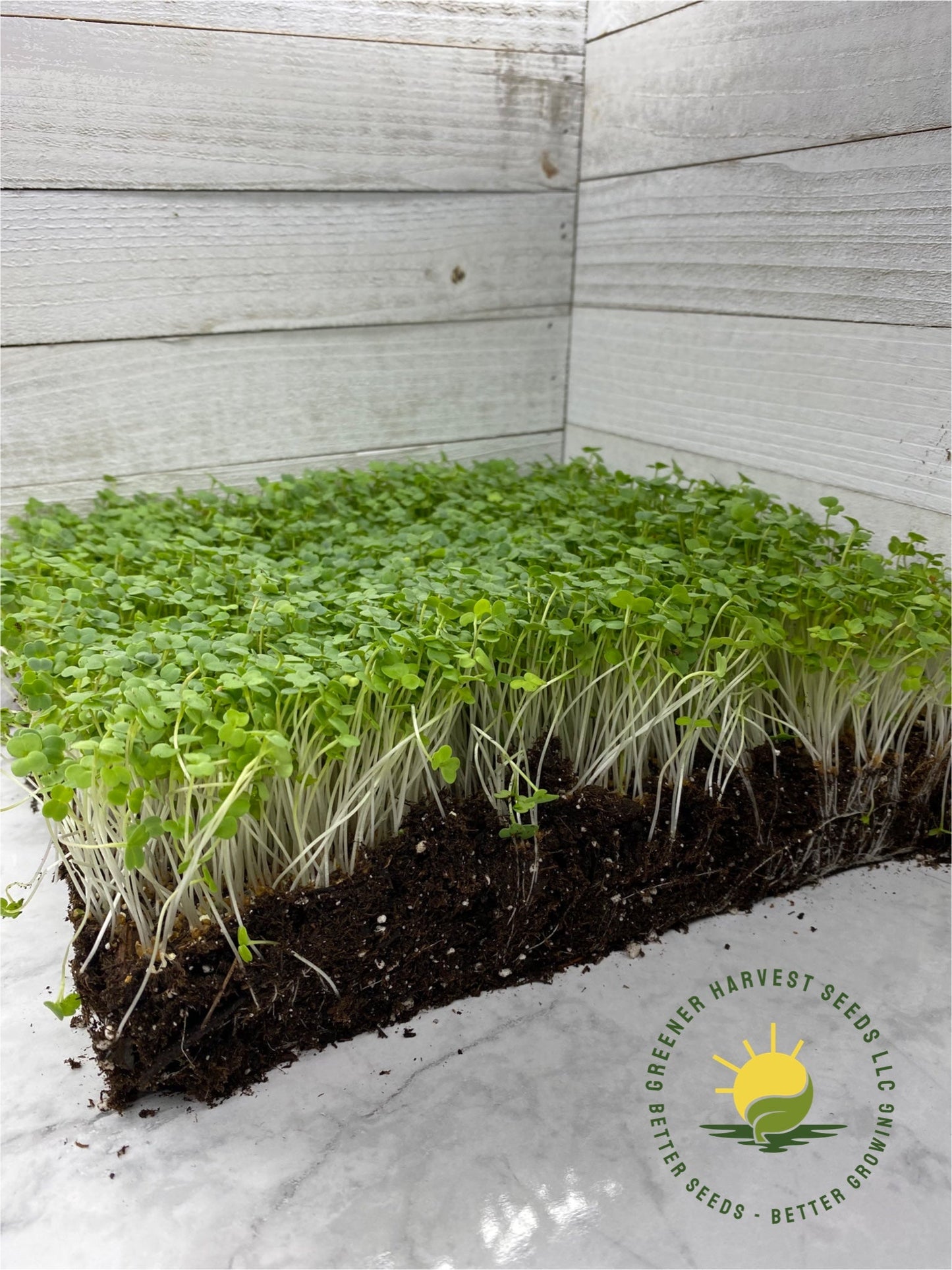 Arugula - Microgreen Seeds (Conventional)