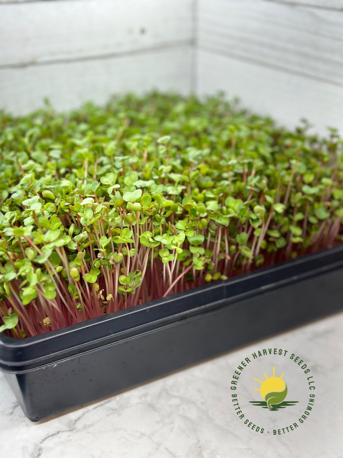 China Rose Radish - conventional