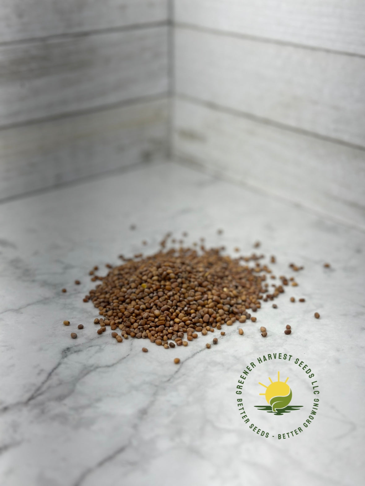 China Rose Radish - conventional