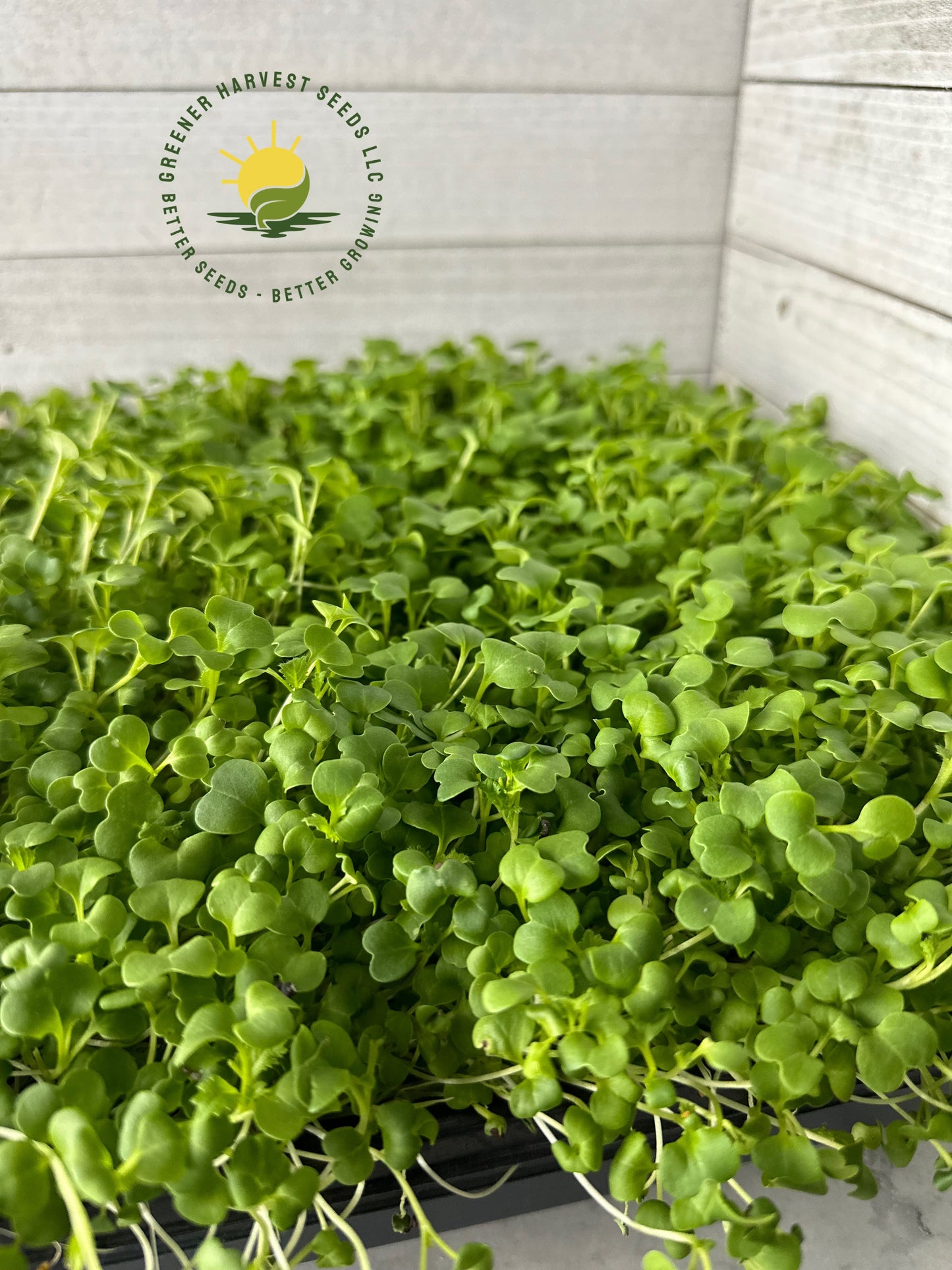 Chinese Cabbage Seeds -conventional