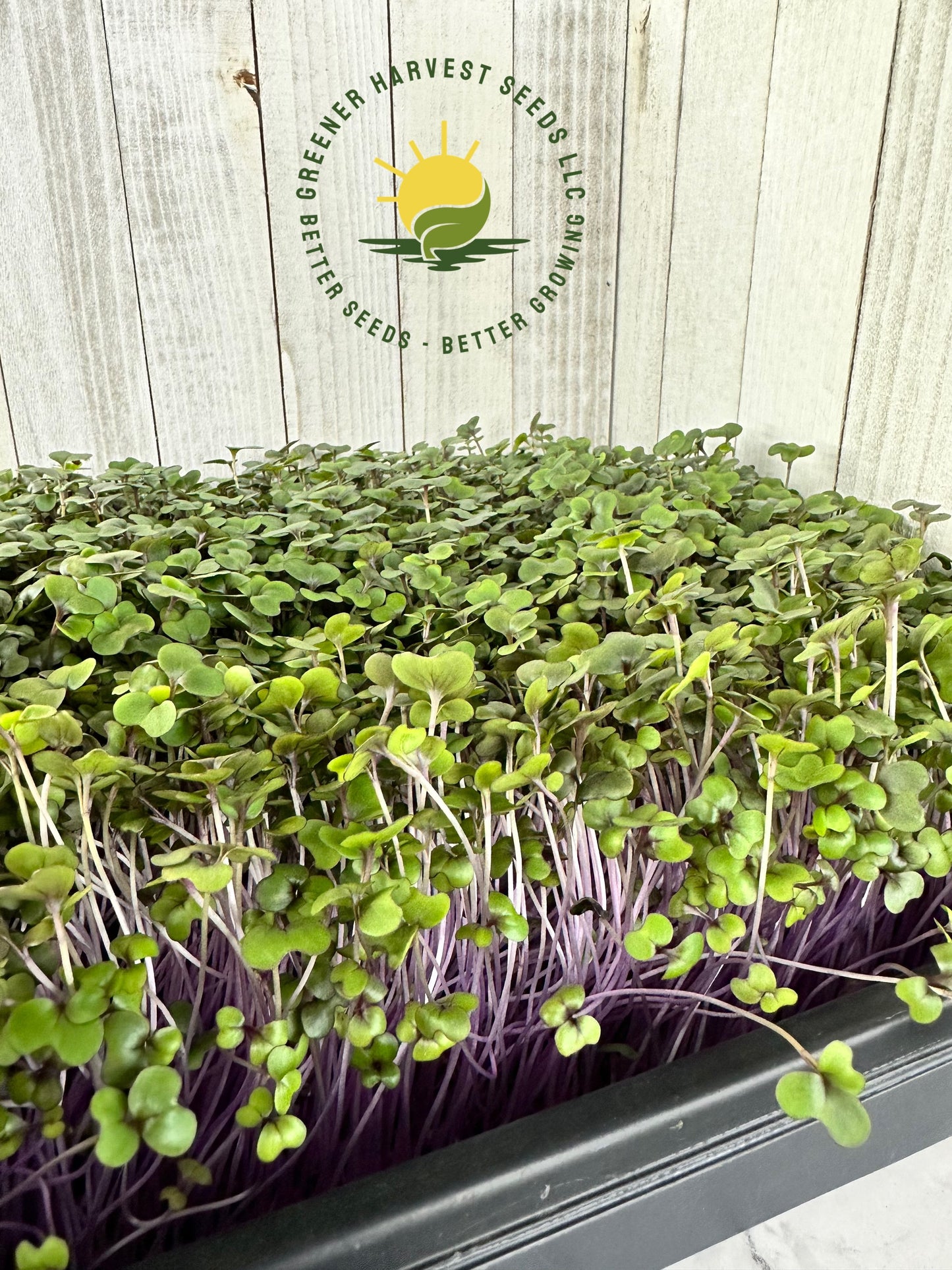 Cabbage Red Acre - Conventional
