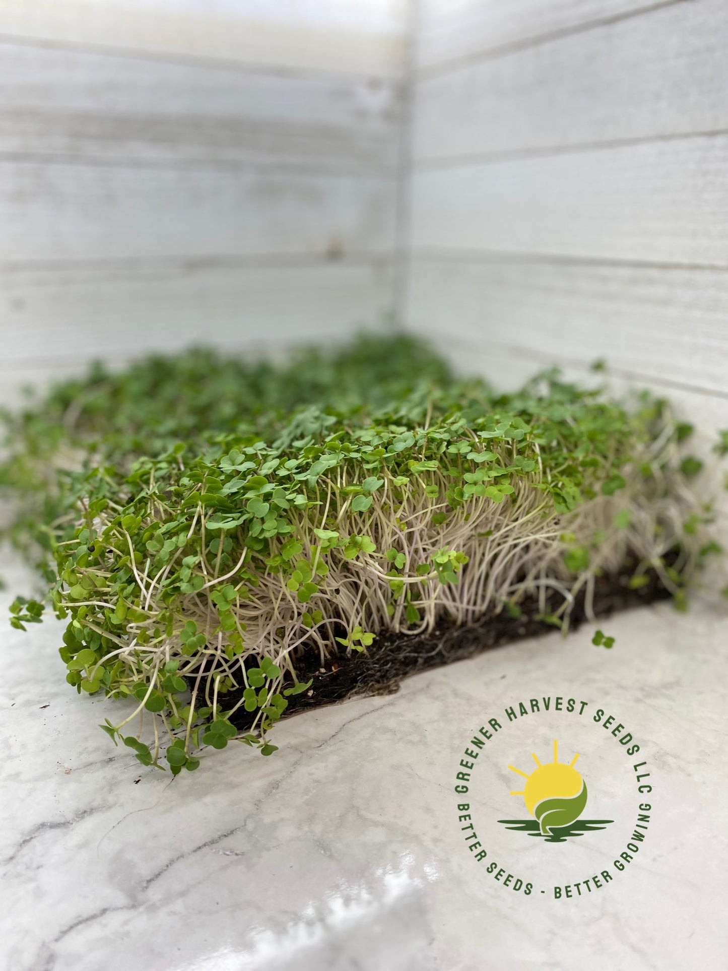 Red Russsian Kale Microgreen Seeds (conventional)